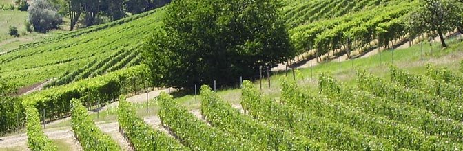 The star of Barolo (and why I’m so ecstatic)