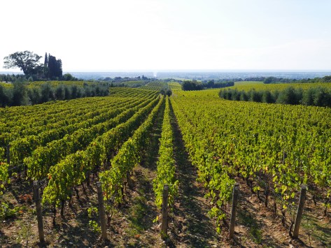 Bellaria vineyard