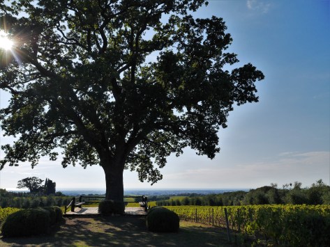 Oak tree at Bellaria