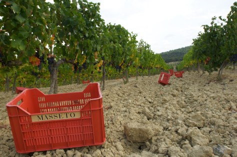 masseto vineyard