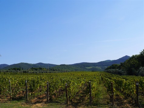 Ornellaia vineyard