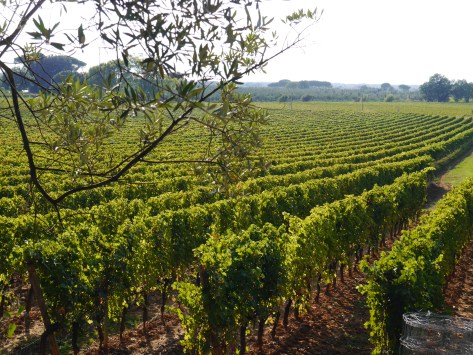 Michele Satta vineyard