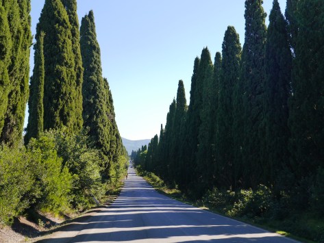 cypress alley bolgheri