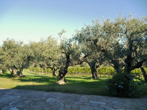 Olive trees at Ca'Marcanda