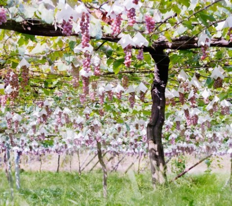 Bunches of Koshu grapes