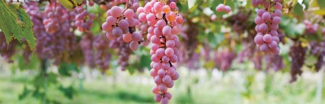 Koshu Grapes